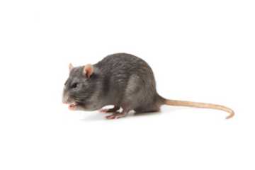 Секреты сосуществования крыс и мышей