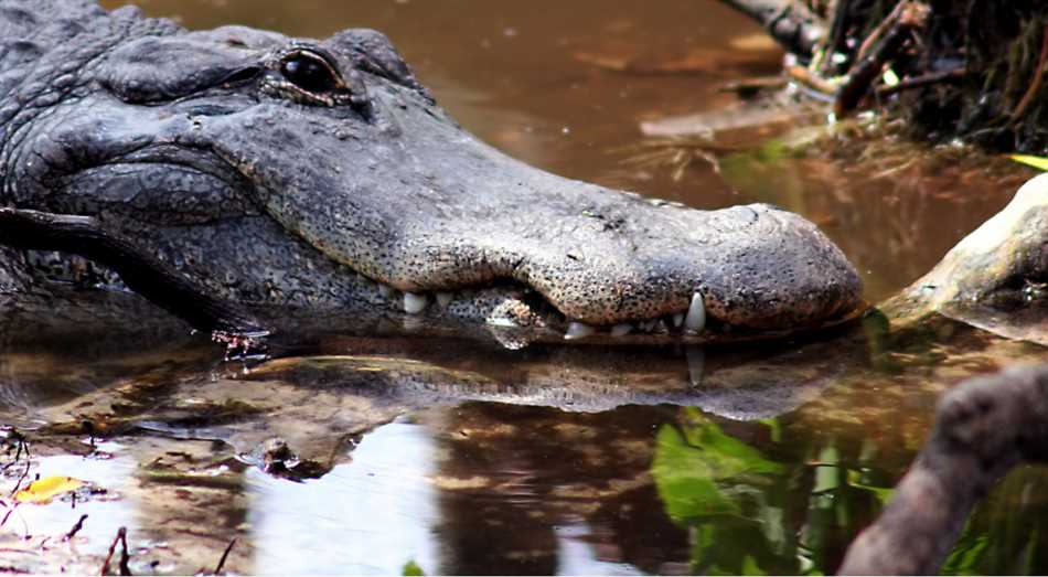 Описание крокодилов