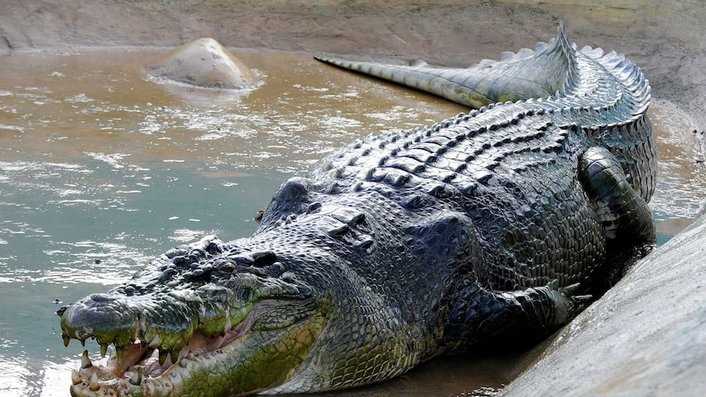 Место обитания крокодилов