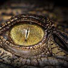 Угроза крокодилов в Австралии