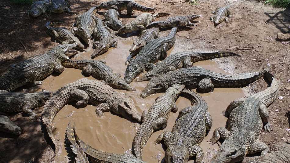Живут ли крокодилы в Австралии?