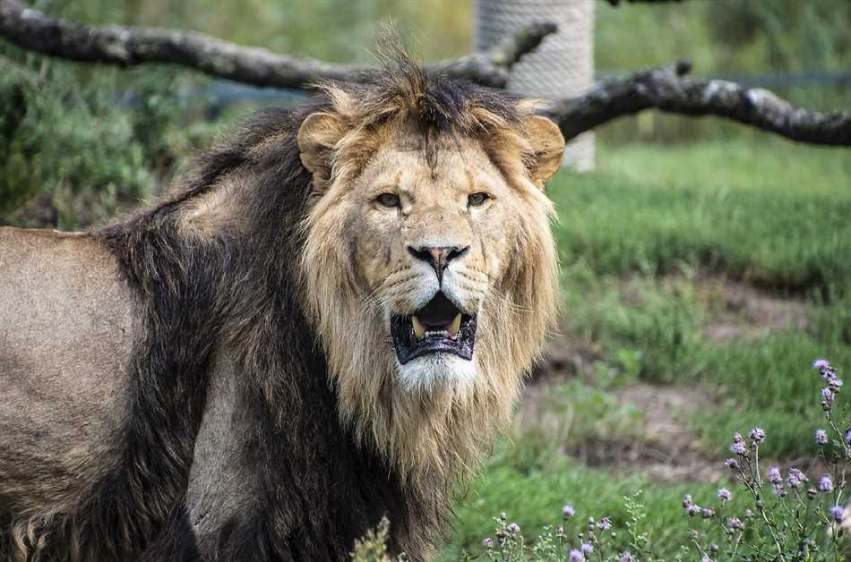 Живут ли львы с тиграми?