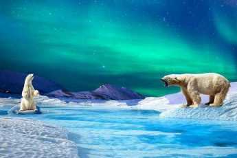 Живут ли медведи на южном полюсе?